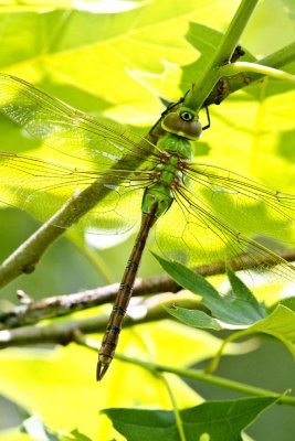 Common Green Darner (Anax junius) (female), Brentwood Mitigation Area, Brentwood, NH
