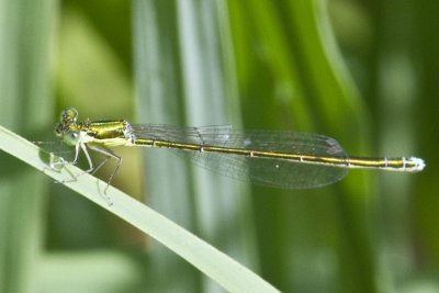 Sedge Sprite (Nehalennia gracilis) (immature male), Brentwood Mitigation Area, Brentwood, NH