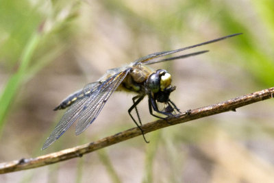 Four-spotted Skimmer (Libellula quadrimaculata) (male), Brentwood Mitigation Area, Brentwood, NH