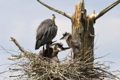 Great Blue Herons (Ardea herodias) on Nest, Brentwood Mitigation Area, Brentwood, NH