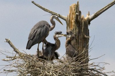 Great Blue Herons (Ardea herodias) on Nest, Brentwood Mitigation Area, Brentwood, NH