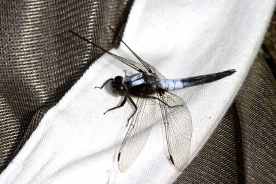 Chalk-fronted Corporal (Ladona julia), Brentwood Mitigation Area, Brentwood, NH