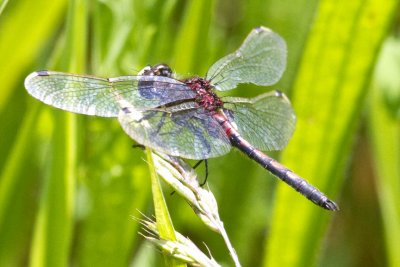 Hudsonian Whiteface (Leucorrhinia hudsonica) (male), Brentwood Mitigation Area, Brentwood, NH