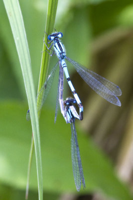 Boreal or Northern Bluet (Enallagma boreale or cyathigerum) (wheel), Brentwood Mitigation Area, Brentwood, NH