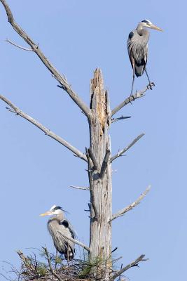 Great Blue Herons on Nest, Brentwood, NH - April 2006