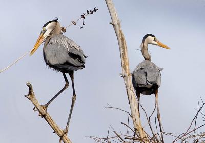 Great Blue Herons, Nest Building, Brentwood, NH - April 2006