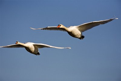 Mute Swans - fly by, Parker River NWR, MA.