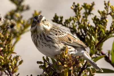 Vesper Sparrow, Salisbury State Reservation, Salisbury, MA.