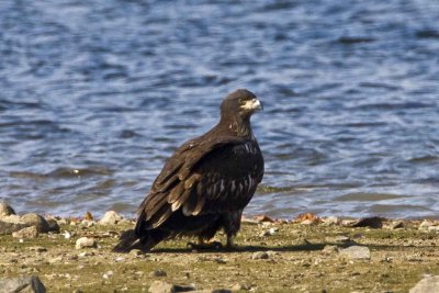 Bald Eagle (immature), Artichoke Reservoir, West Newbury, MA.