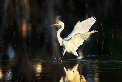 Great Egret Landing, Salisbury Egret Roost, Salisbury, MA.