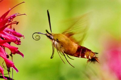 Hummingbird Moth on Bee Balm, East Kingston, NH.