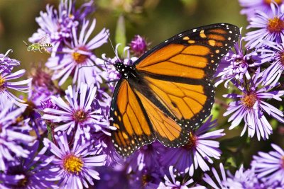Monarch Butterfly on Asters, Great Bay National Wildlife Refuge, Newington, NH.