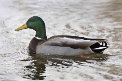Mallard Duck, Exeter River, Exeter, NH.