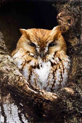 Eastern Screech Owl, Greenland, NH.