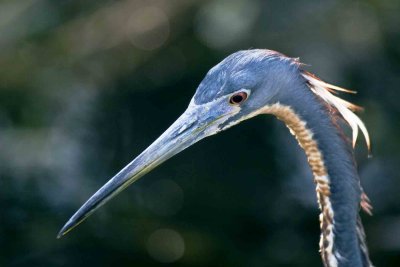 Tri-colored heron, Everglades National Park, Florida.