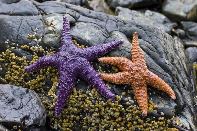 Starfish at Tide Line, un-named island, Sitka, Alaska.