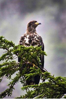 Bald Eagle (2nd year), Kenai Fjords National Park, Seward, Alaska.