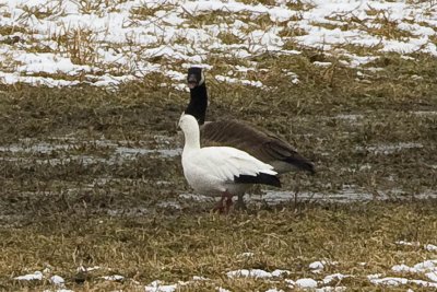 Ross's Goose with Canada Goose, Moore Fields, Durham, NH.
