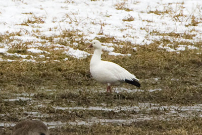 Ross's Goose in profile, Moore Fields, Durham, NH.
