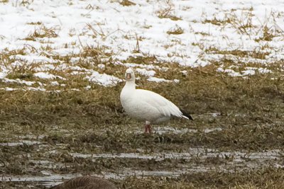 Ross's Goose head-on, Moore Fields, Durham, NH.