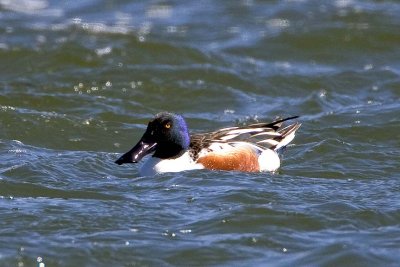 Northern Shoveler, Exeter Waste Water Treatment Plant, Exeter, NH.