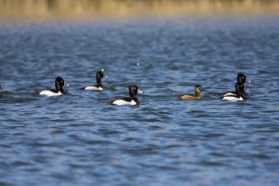 Ring-necked Ducks, Exeter Waste Water Treatment Plant, Exeter, NH.