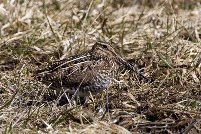 Wilson's Snipe, Exeter Waste Water Treatment Plant, Exeter, NH.