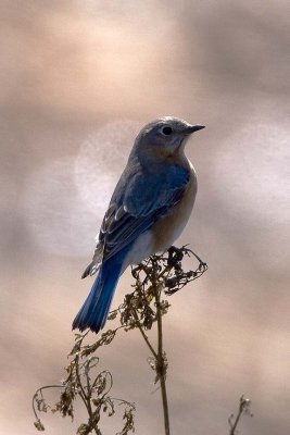 Eastern Bluebird, Exeter Waste Water Treatment Plant, Exeter, NH.