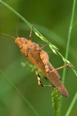 Carolina Locust. (Dissosteira carolina),Brentwood Mitigation Area, Brentwood, NH