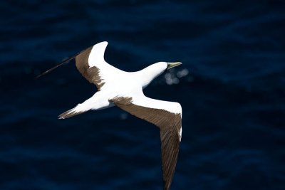 Masked Booby