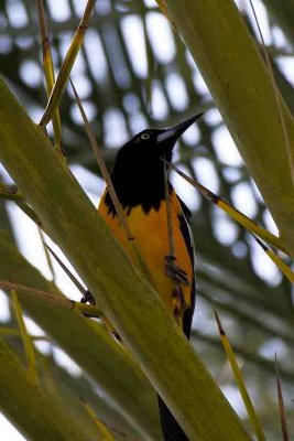 Venezuelan Troupial, Willemstad, Curacao.