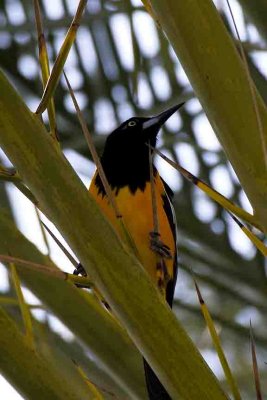 Venezuelan Troupial, Willemstad, Curacao.