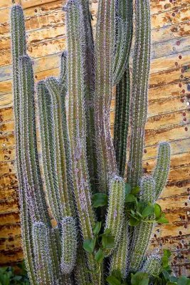 Cactus, Willemstad, Curacao.