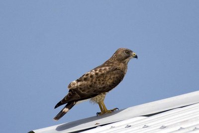 Broad-winged Hawk (Buteo platypterus), Grenada.