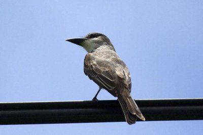 Grey Kingbird, Grenada.