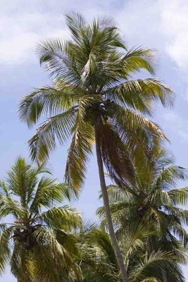 Coconut Palms, Grenada.