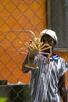 Spiny Lobster (dinner), Grenada.