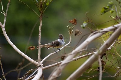 Grenada Flycatcher, Grenada.