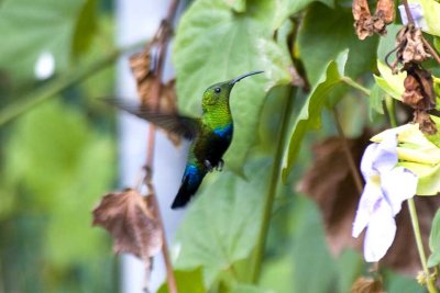 Green-throated Carib, St. Lucia.