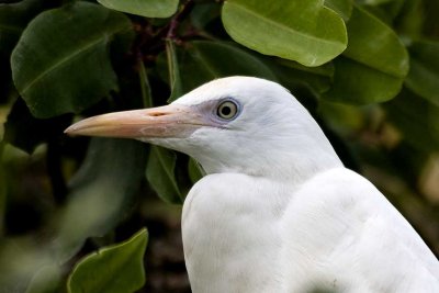 Cattle Egret, St. Lucia.