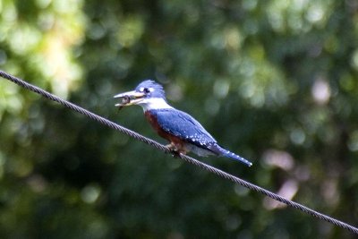 Ringed Kingfisher (male), Dominica.