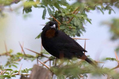 Lesser Antillean Bullfinch (male), St. Kitts.