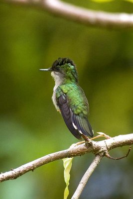 Antillean Crested Hummingbird (female), St. Kitts.