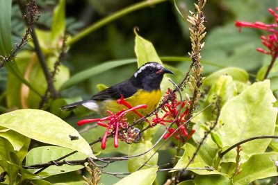 Bananaquit, St. Kitts.