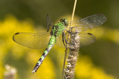 Common Pond Hawk (Erythemis simplicicollis) (female), Brentwood Mitigation Area, Brentwood, NH.