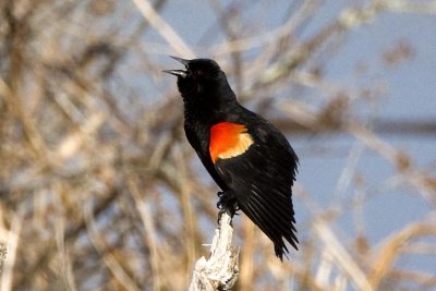 Red-winged Blackbird (Agelaius phoeniceus)Singing, Brentwood, NH.