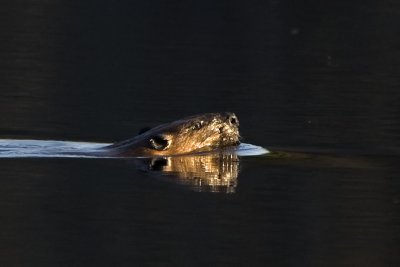 North American Beaver (Castor canadensis ), Brentwood, NH.