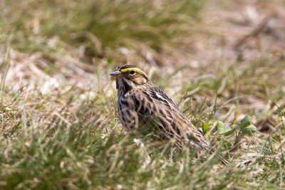 Savannah Sparrow (Passerculus sandwichensis), Pease Golf Course, Portsmouth, NH.