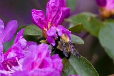 Bumblebee (Bombus sp.) on Rhododendron, East Kingston, New Hampshire.