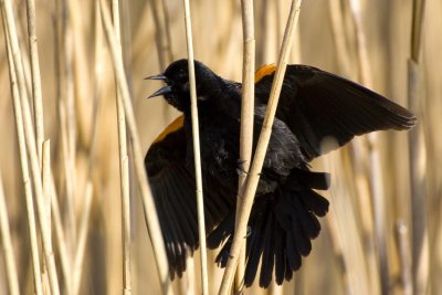 Red-winged Blackbird (male) (Agelaius phoeniceus) singing, Exeter Waste Water Treatment Plant, Exeter, New Hampshire.